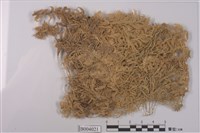 藏品(疣泥炭苔)的圖片